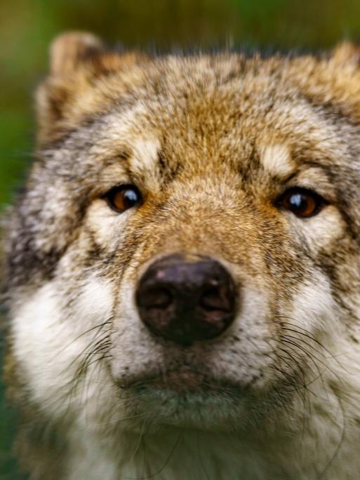 Porträt eines grauen Wolfs (Canis lupus)