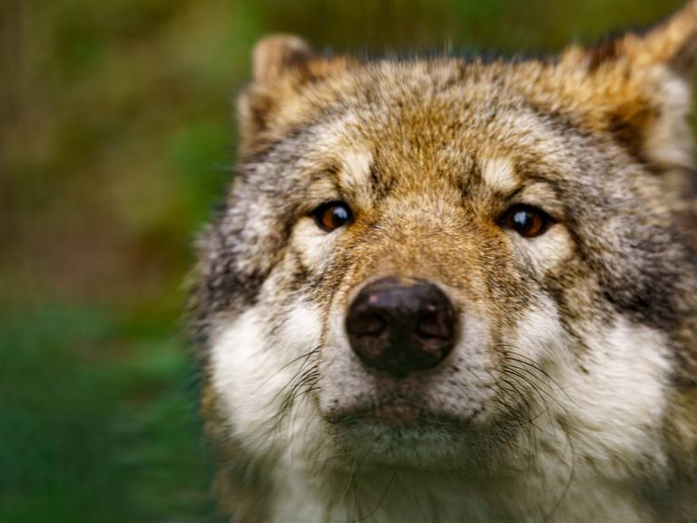 Porträt eines grauen Wolfs (Canis lupus)