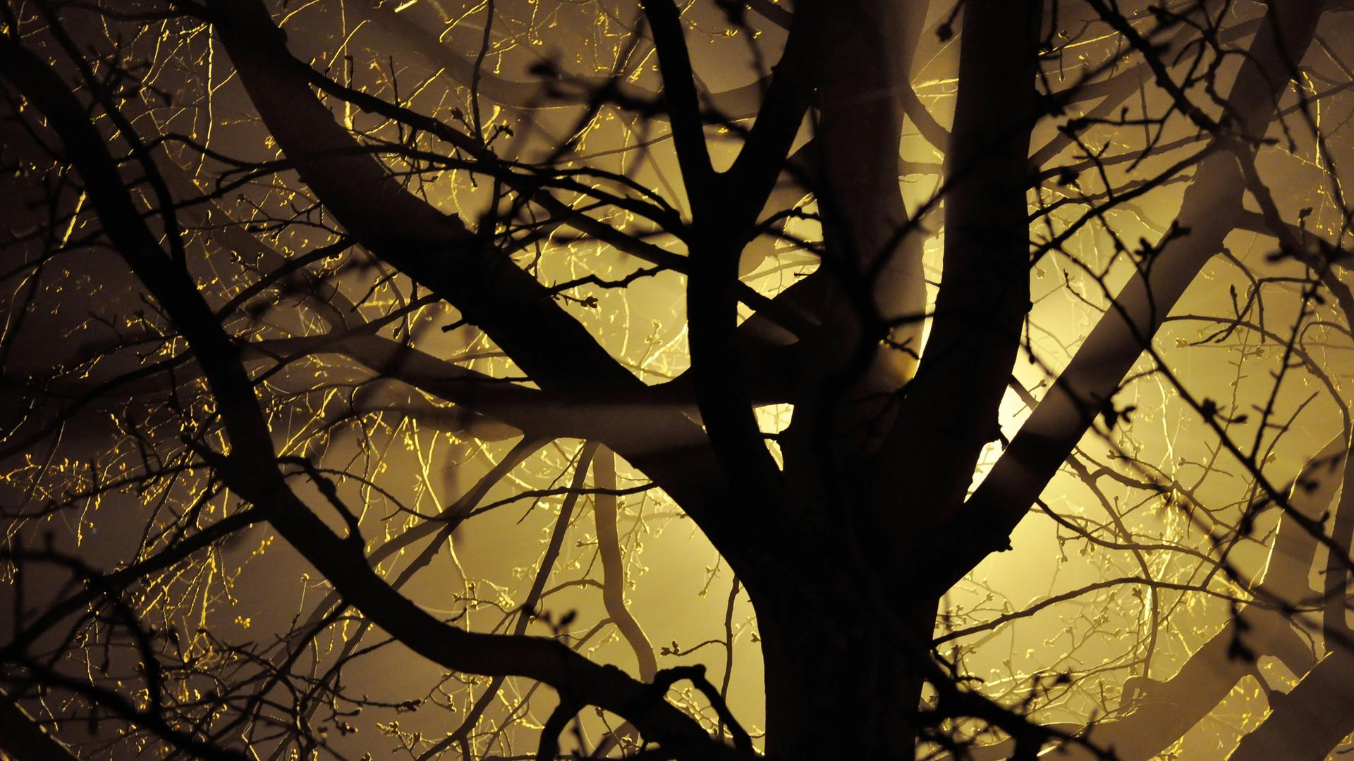 Ein Baum zeigt sich als schattenartiges Gebilde.
