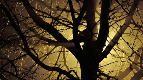 Ein Baum zeigt sich als schattenartiges Gebilde.