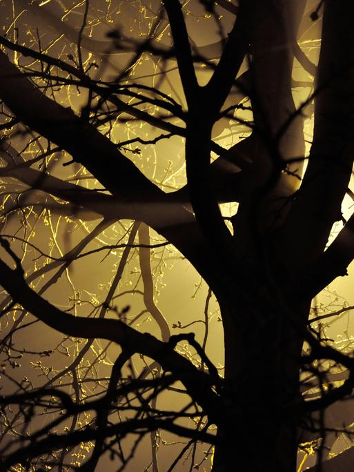 Ein Baum zeigt sich als schattenartiges Gebilde.