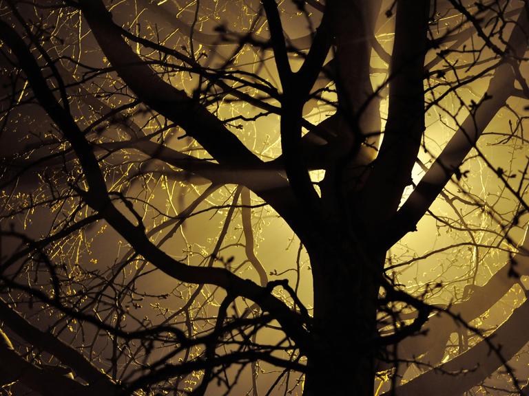 Ein Baum zeigt sich als schattenartiges Gebilde.