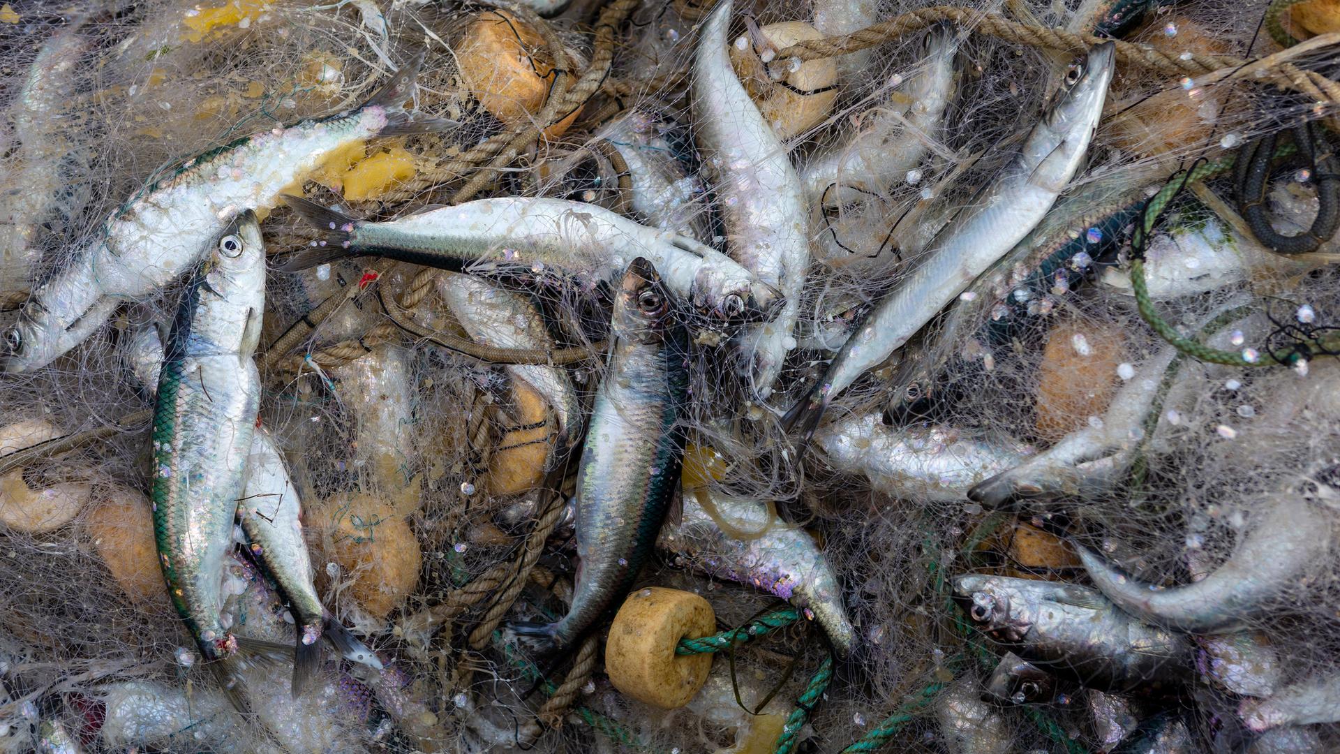 Heringe liegen im Netz an Bord eines Fischkutters.