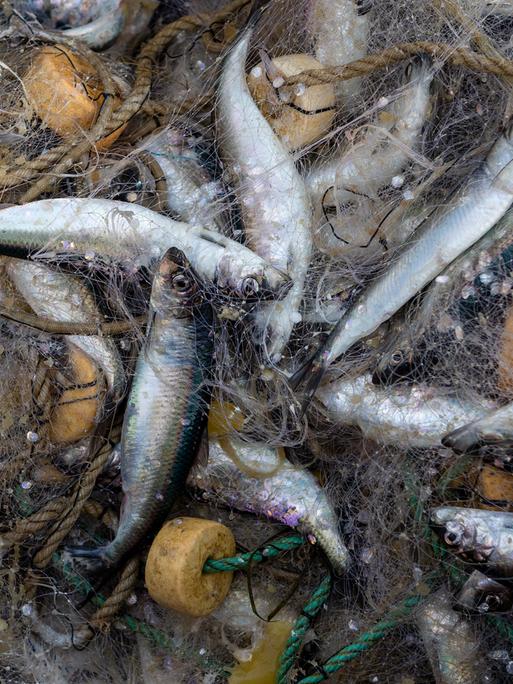 Heringe liegen im Netz an Bord eines Fischkutters.