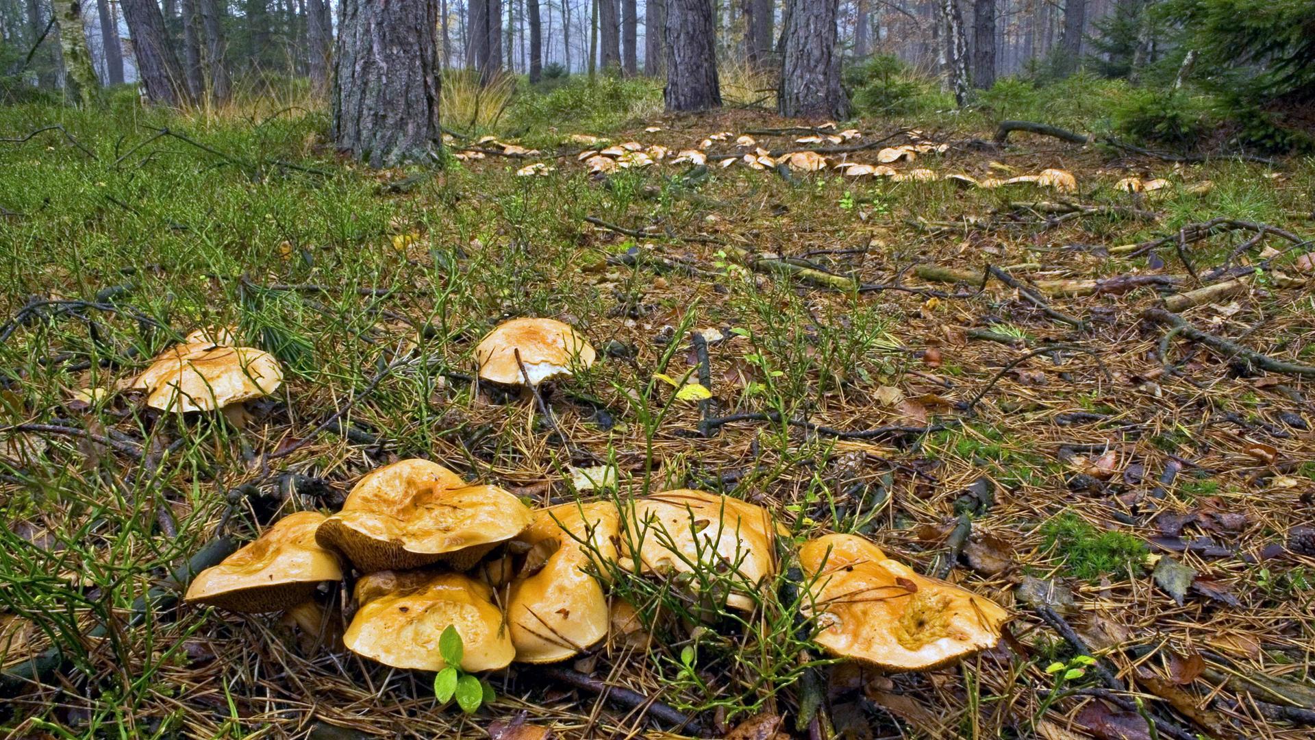 Kuh Roehrling Kuhroehrling Kuhpilz Suillus bovinus lichter Wald mit zahlreichen Kuh Roehrlingen