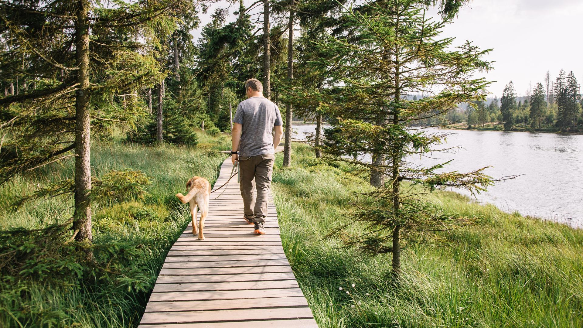 Ein Mann mit Hund geht auf einem Holzsteg durch den Wald und genießt die Natur. Rechts von ihm verläuft ein Fluss.
