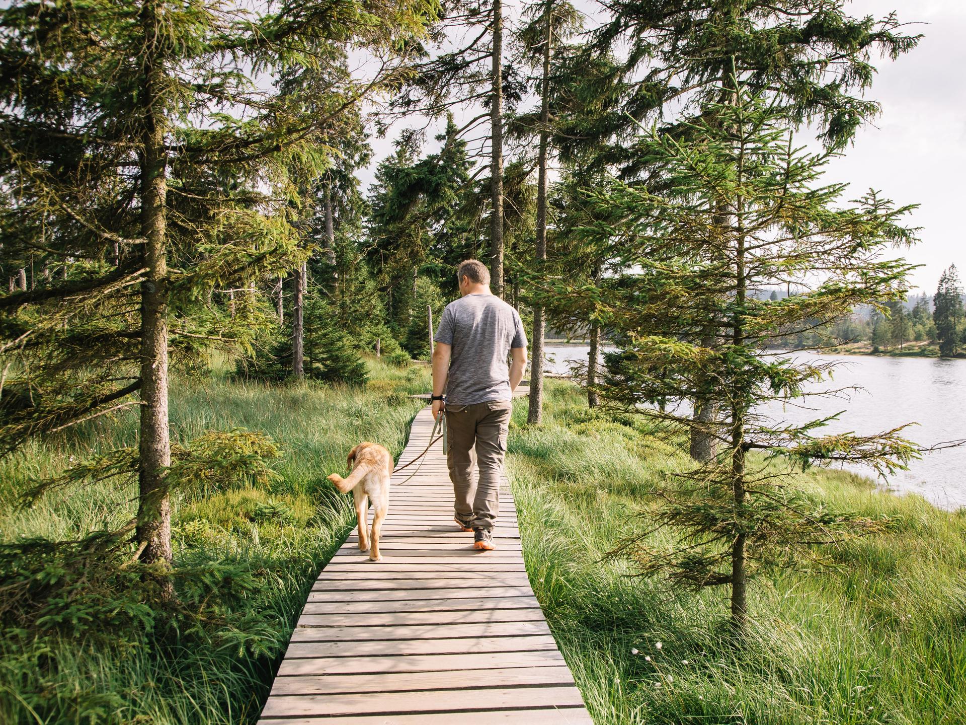 Ein Mann mit Hund geht auf einem Holzsteg durch den Wald und genießt die Natur. Rechts von ihm verläuft ein Fluss.