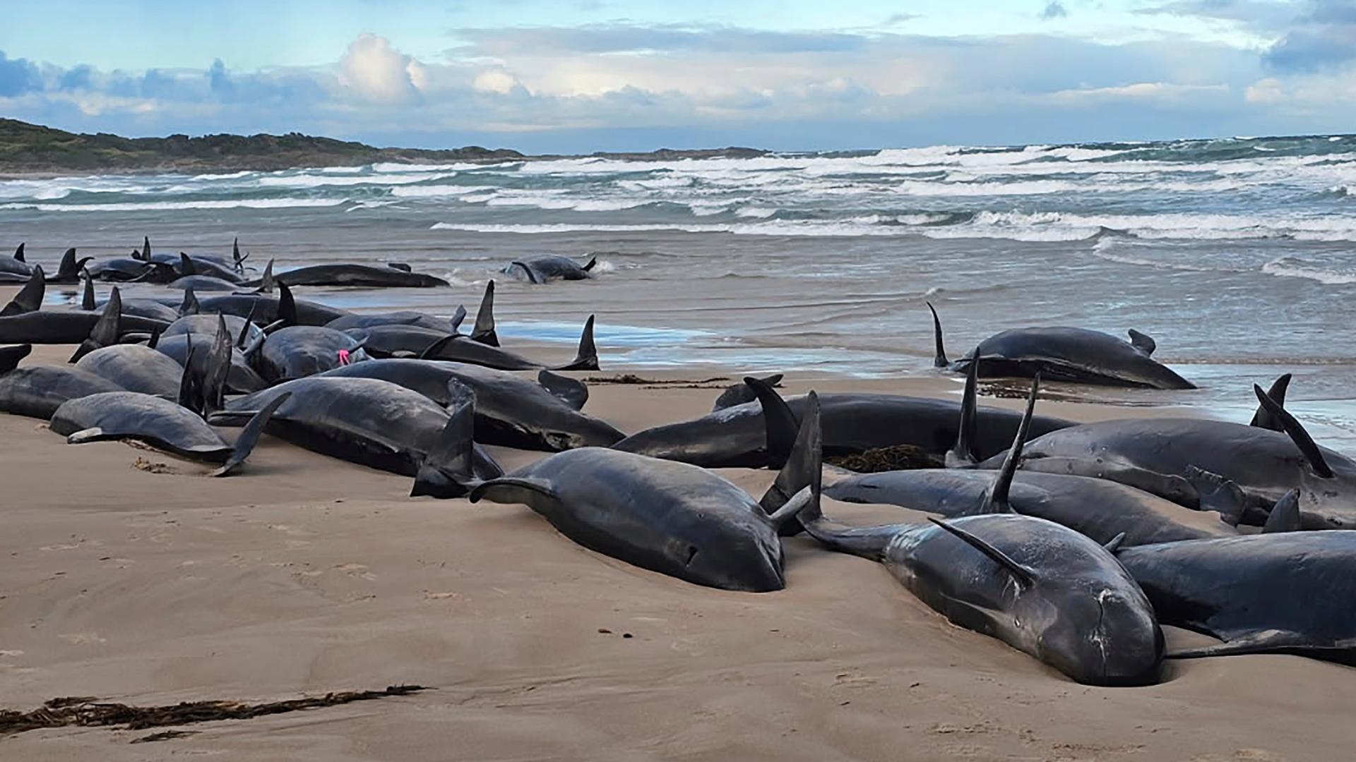 Australien, Arthur River: Auf diesem von Jocelyn Flint zur Verfügung gestellten Foto liegen gestrandete Kleine Schwertwale an einem abgelegenen Strand in der Nähe von Arthur River im australischen Inselstaat Tasmanien. 