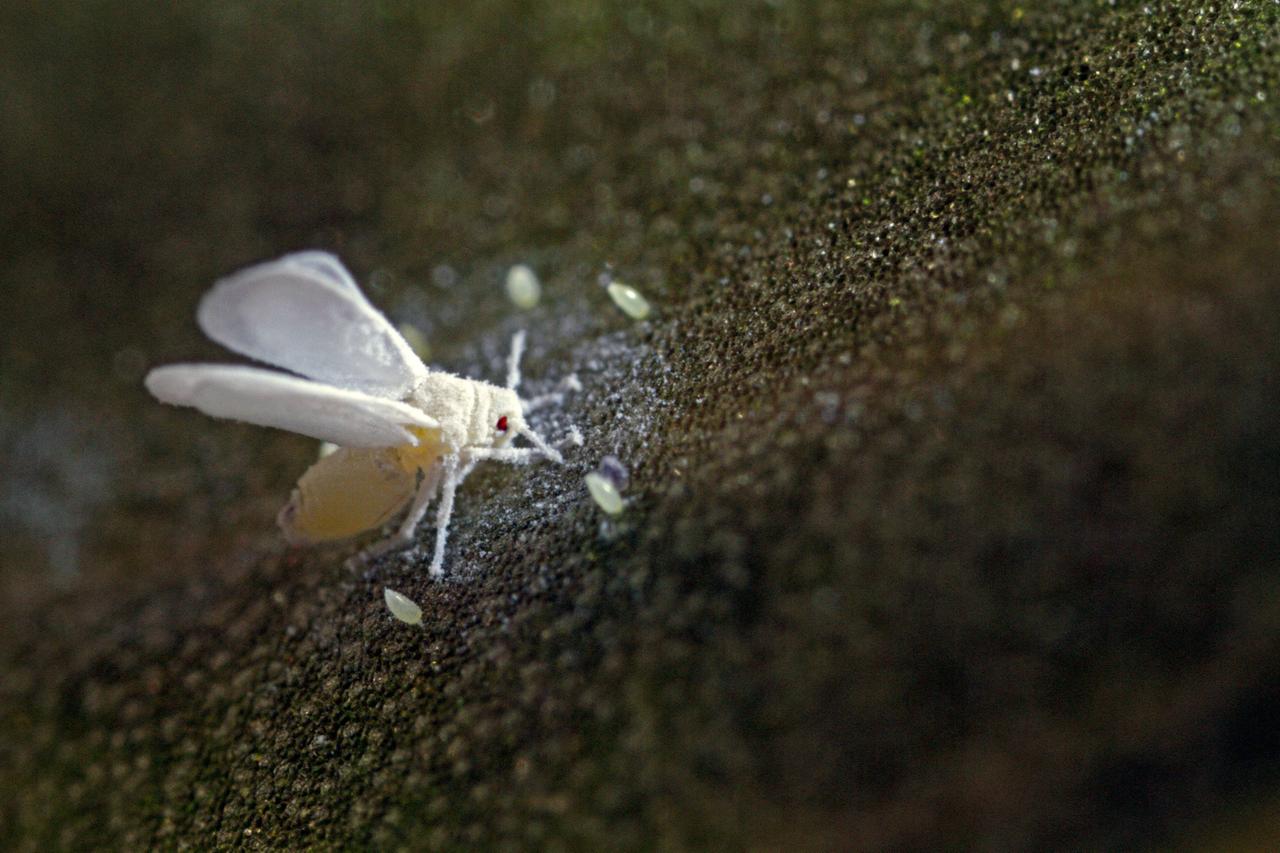 Weiße Fliege, auch Weiße Gewächshausfliege (Trialeurodes vaporariorum), auf einem Orchideenblatt mit einigen Eiern