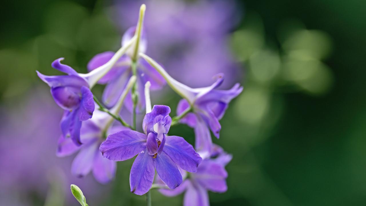 Ein Feldrittersporn mit violetten, kelchförmigen Blüten.