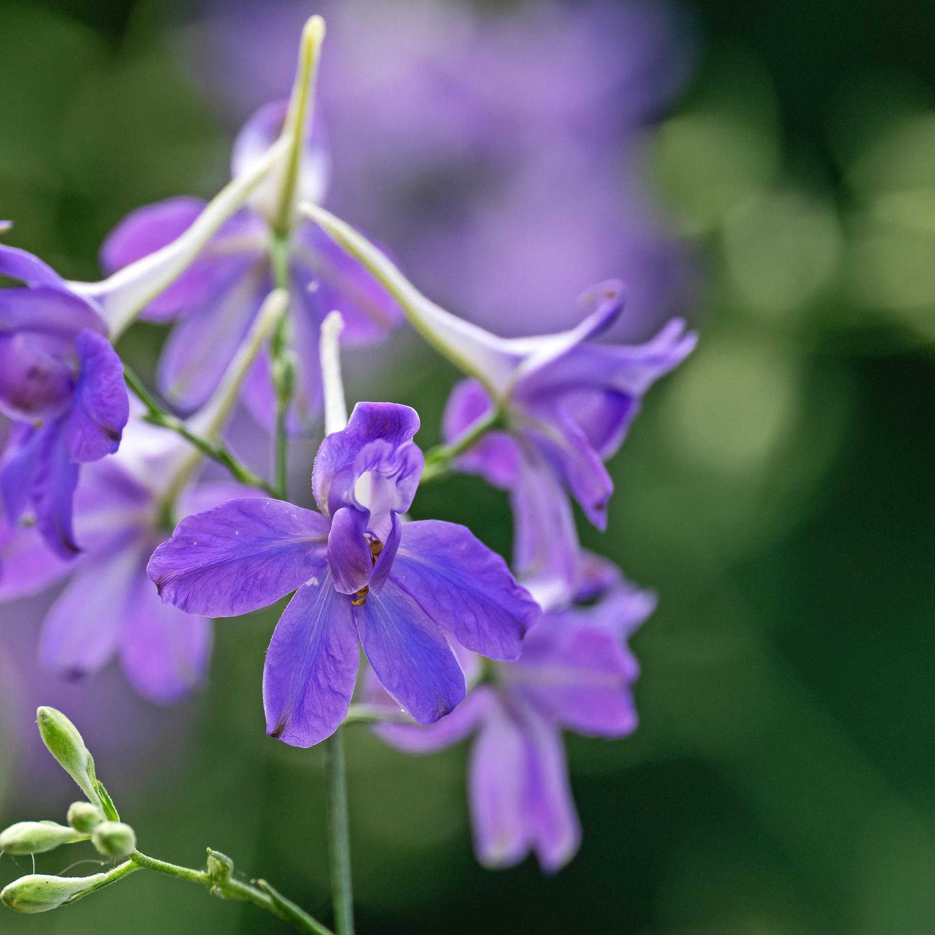 Bedrohte Pflanzenart - Feldrittersporn ist "Blume 