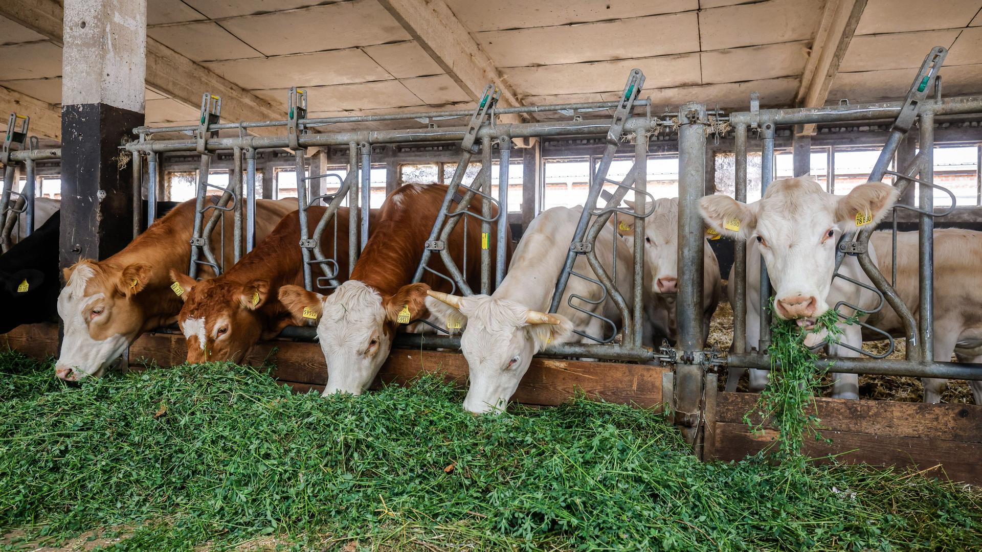 Rinder fressen frisches Grass in einem Stall in der Oberlausitz in Sachsen.