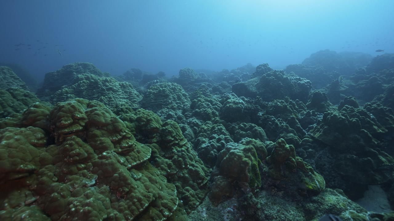 Ein Korallenriff vor den Galapagos-Inseln Ein Korallenriff vor den Galapagos-Inseln