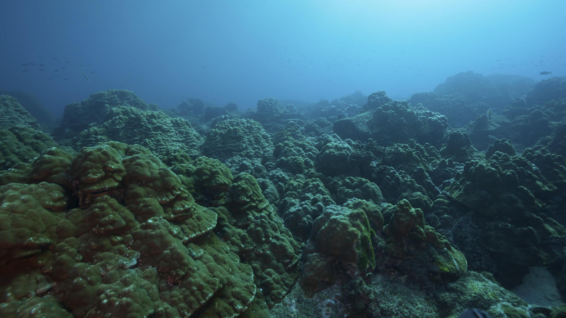 Ein Korallenriff vor den Galapagos-Inseln