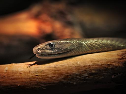 Eine Schwarze Mamba (Afrika), aufgenommen am Mittwoch (08.08.2012) im Zoo der giftigen Tiere in Eimsheim (Rheinland-Pfalz). 