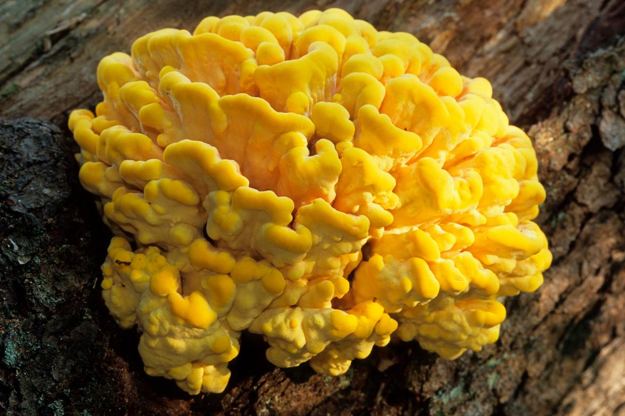 Schwefelporling: gelber, schwamm- oder korallenartiger Pilz an einem Baumstamm