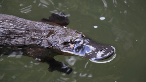 Ein Schnabeltier schwimmt