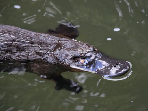 Ein Schnabeltier schwimmt