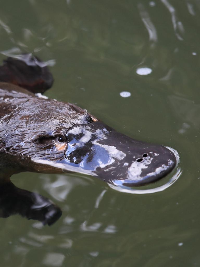 Ein Schnabeltier schwimmt