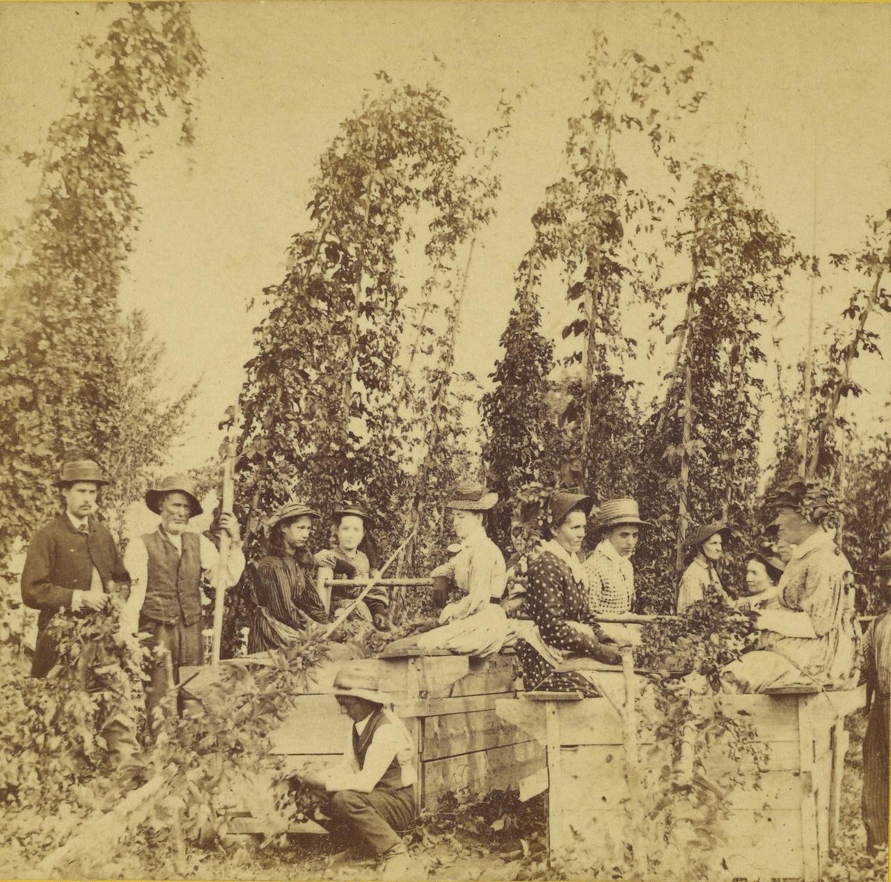 Historisches schwarzweiss Bild von Erntehelfern beim Hopfenpflücken, ca. 1870.