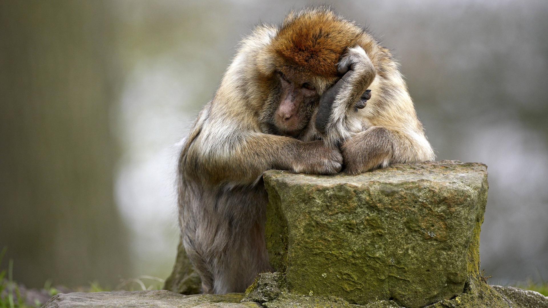 Ein Berber-Affe sitzt mit dem Ellenbogen auf einen Stein und dem Kopf in die Hand gestuetzt.