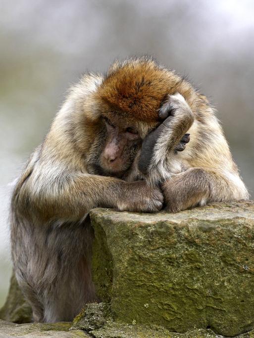 Ein Berber-Affe sitzt mit dem Ellenbogen auf einen Stein und dem Kopf in die Hand gestuetzt.