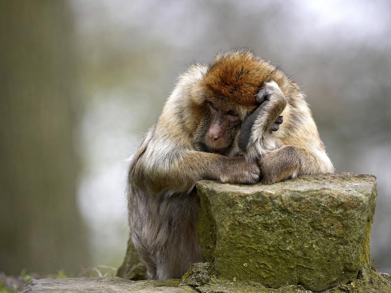 Ein Berber-Affe sitzt mit dem Ellenbogen auf einen Stein und dem Kopf in die Hand gestuetzt.