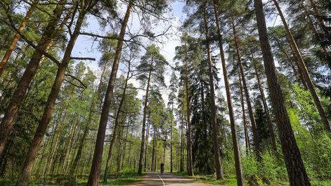 Eine Straße führt durch einen Wald mit sehr hohen Bäumen