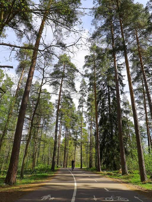 Eine Straße führt durch einen Wald mit sehr hohen Bäumen
