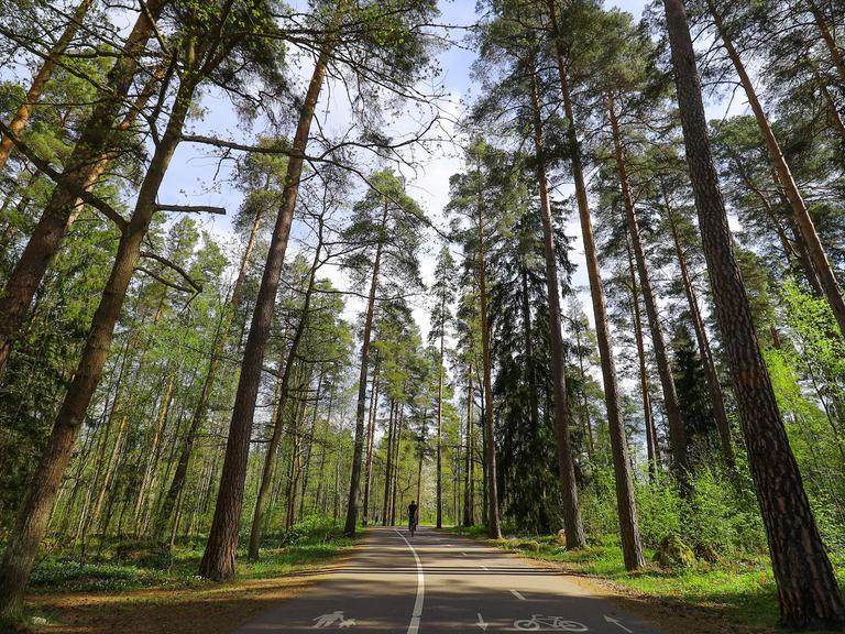 Eine Straße führt durch einen Wald mit sehr hohen Bäumen