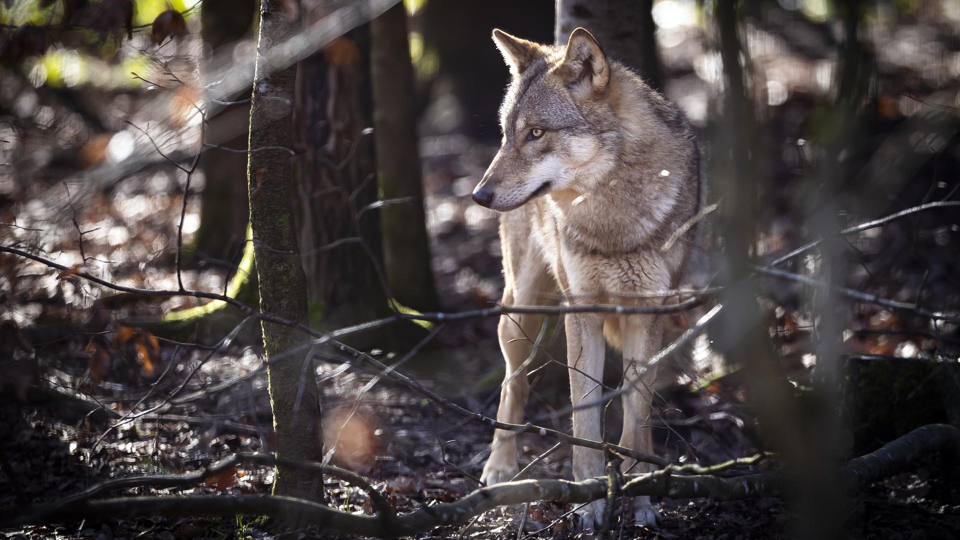 Wolf im Wildpark Bruderhaus, aufgenommen am Montag, 5. Februar 2024