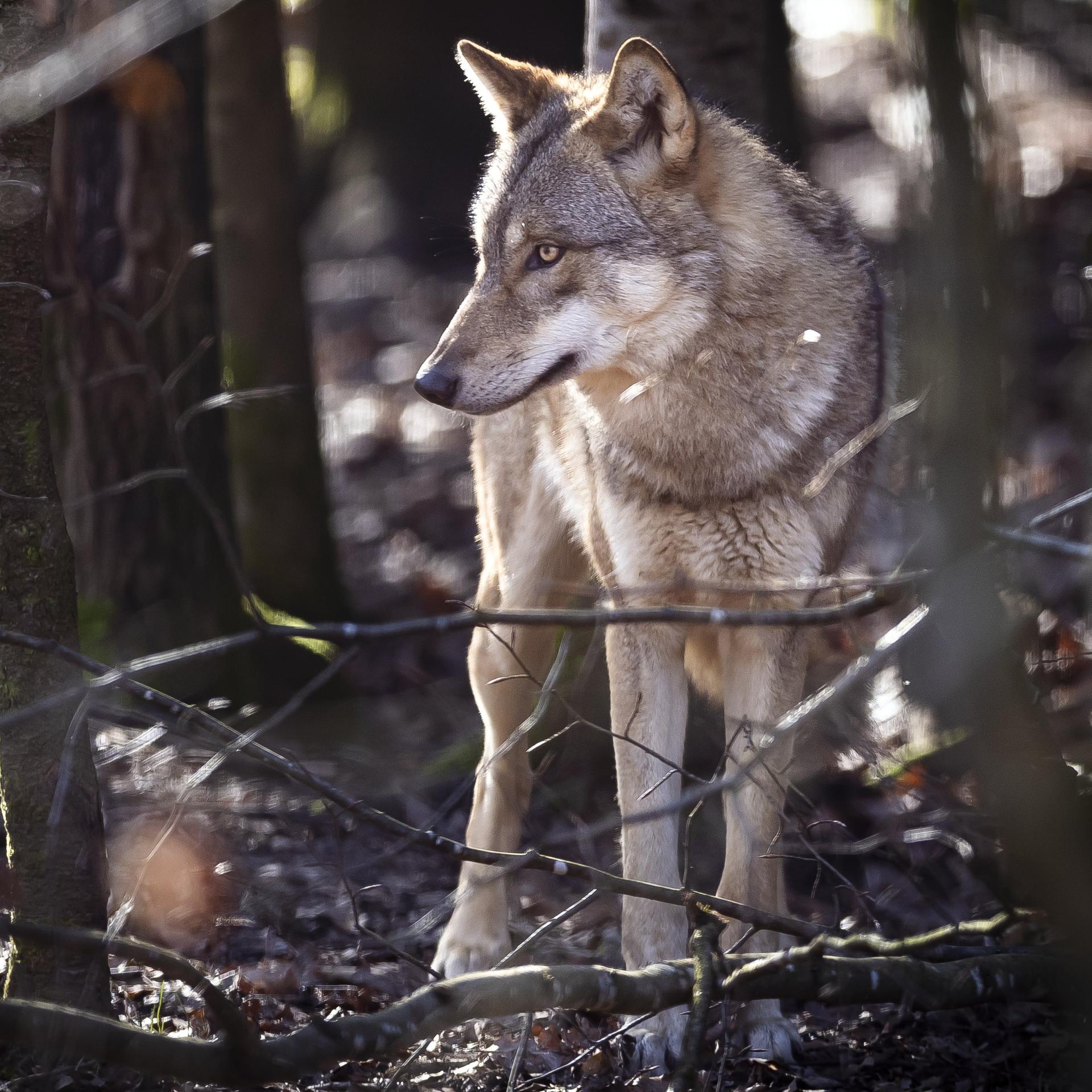 Der Wolf und wir - Darf der Jäger zum Gejagten werden? - podcast episode cover