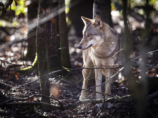 Wolf im Wildpark Bruderhaus, aufgenommen am Montag, 5. Februar 2024