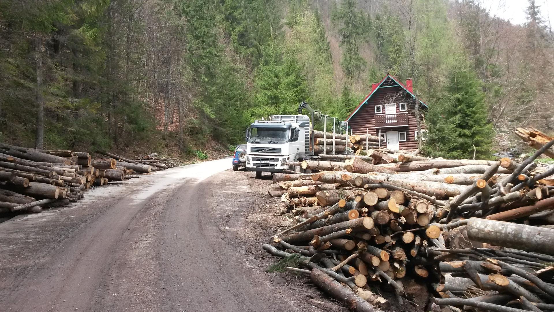 Ein Lastwagen fährt Holz in Rumänien ab. Im Vordergrund abgeschlagene Holzstämme.