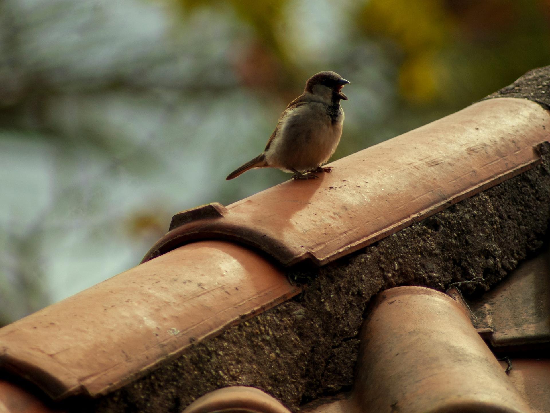 Ein kleiner Spatz sitzt auf einer Dachzinne aus Keramik und rakelt.