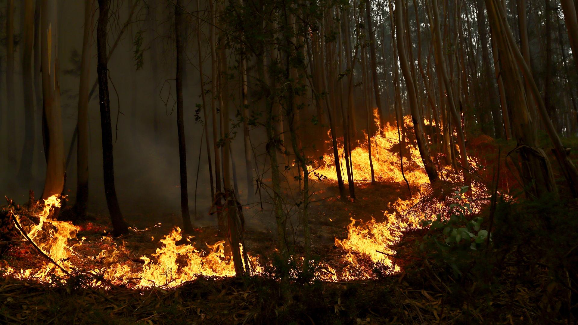 Feuer brennt in einem Eukalyptuswald am Rande von Sever do Vouga.