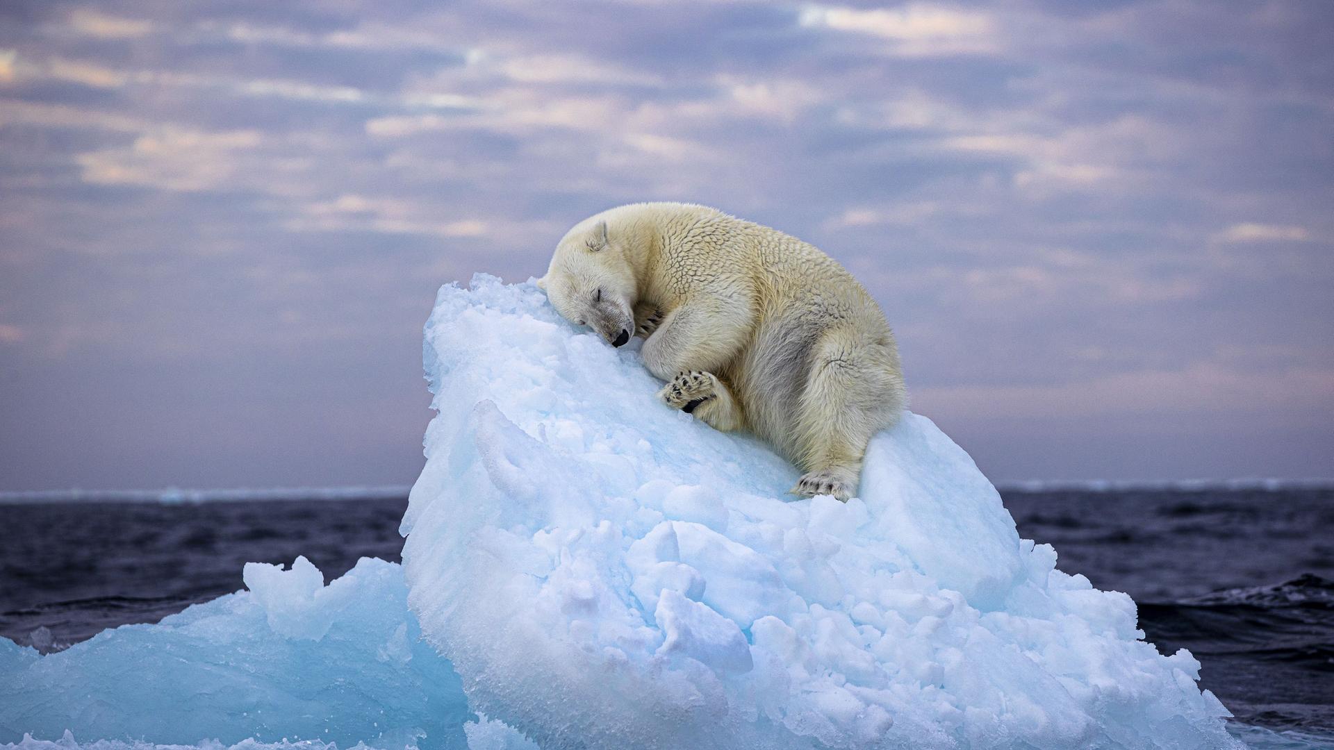 Ein Eisbär liegt schlafend eingerollt auf einer Eisscholle im Meer.