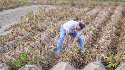 Ein Landwirt zieht auf einem ausgedörrten Feld eine Kartoffelpflanze aus dem Boden.