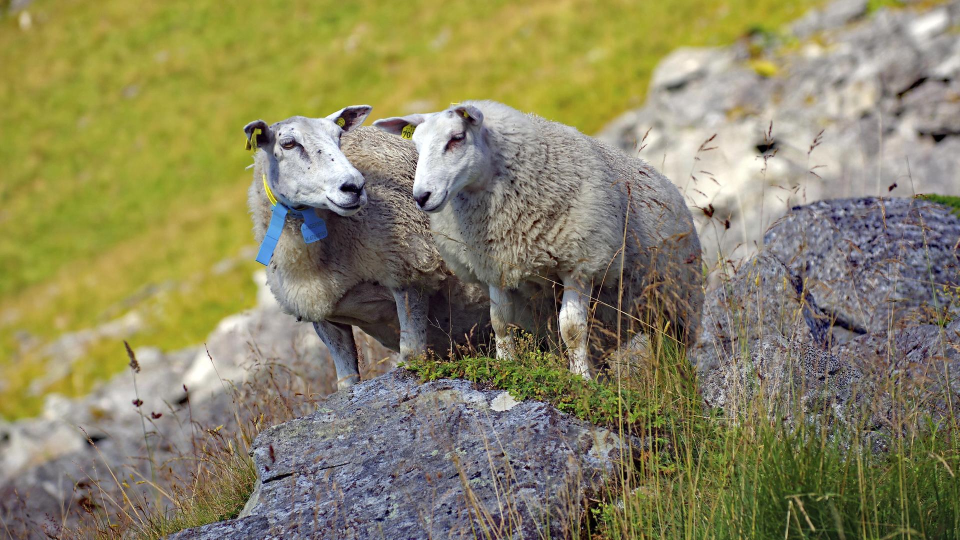 Zwei Schafe stehen auf felsigem Gelände inmitten grüner Wiesen in einer bergigen Naturlandschaft in den Lofoten, Norwegen.