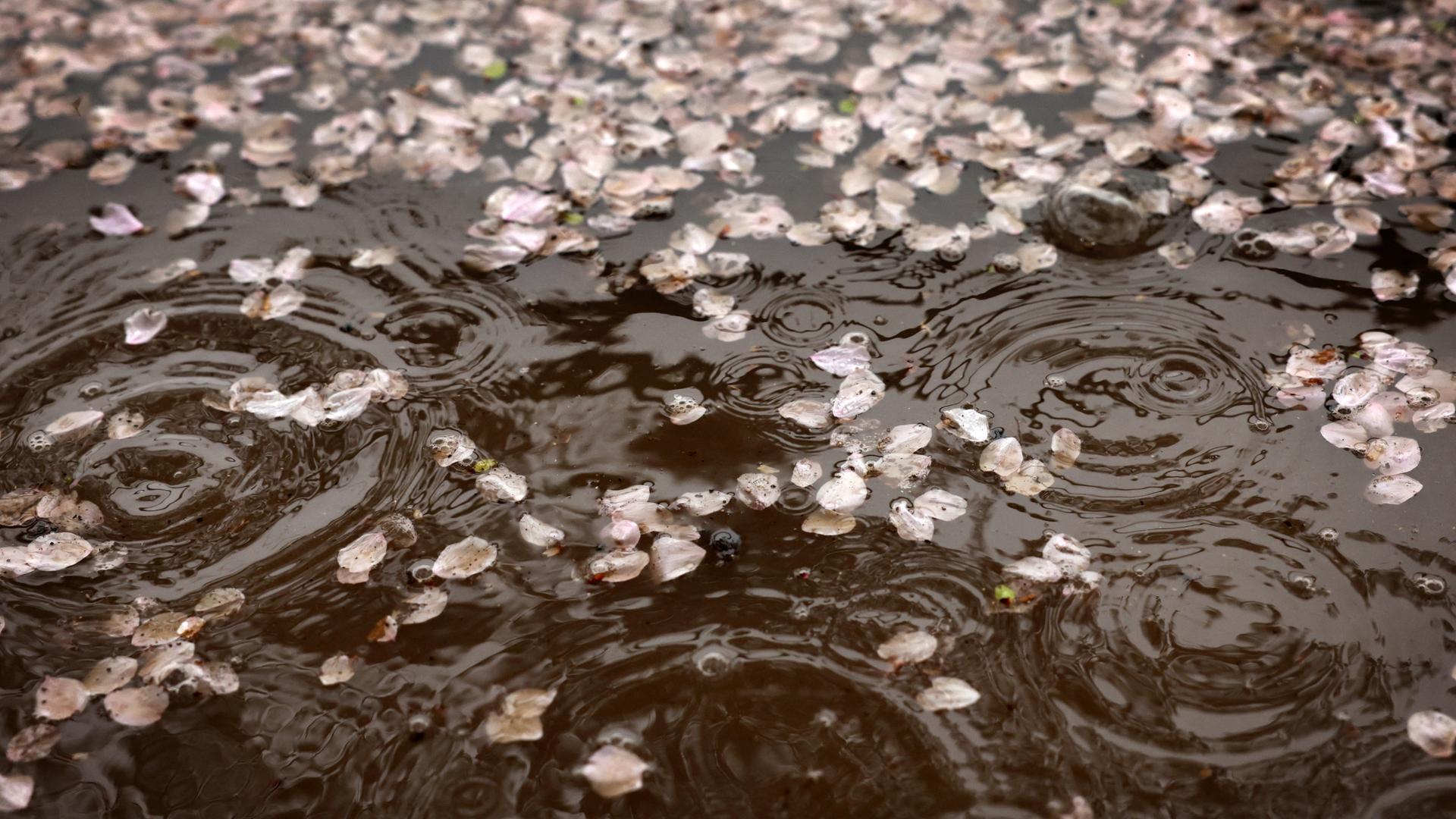 Kirschblüten treiben auf einer von Regen aufgewühlten Wasseroberfläche.