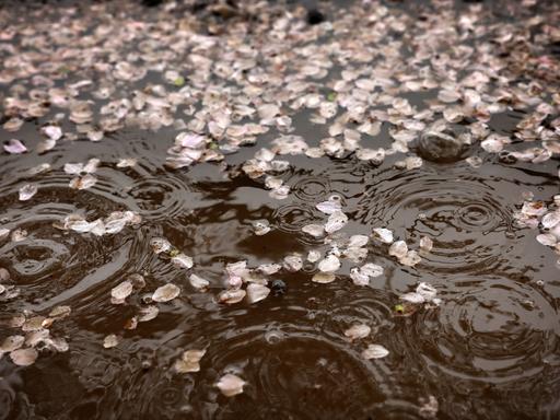 Kirschblüten treiben auf einer von Regen aufgewühlten Wasseroberfläche.