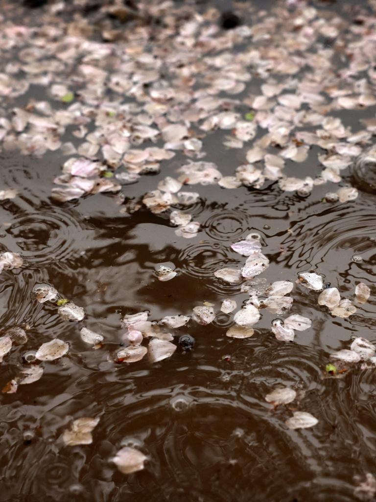 Kirschblüten treiben auf einer von Regen aufgewühlten Wasseroberfläche.