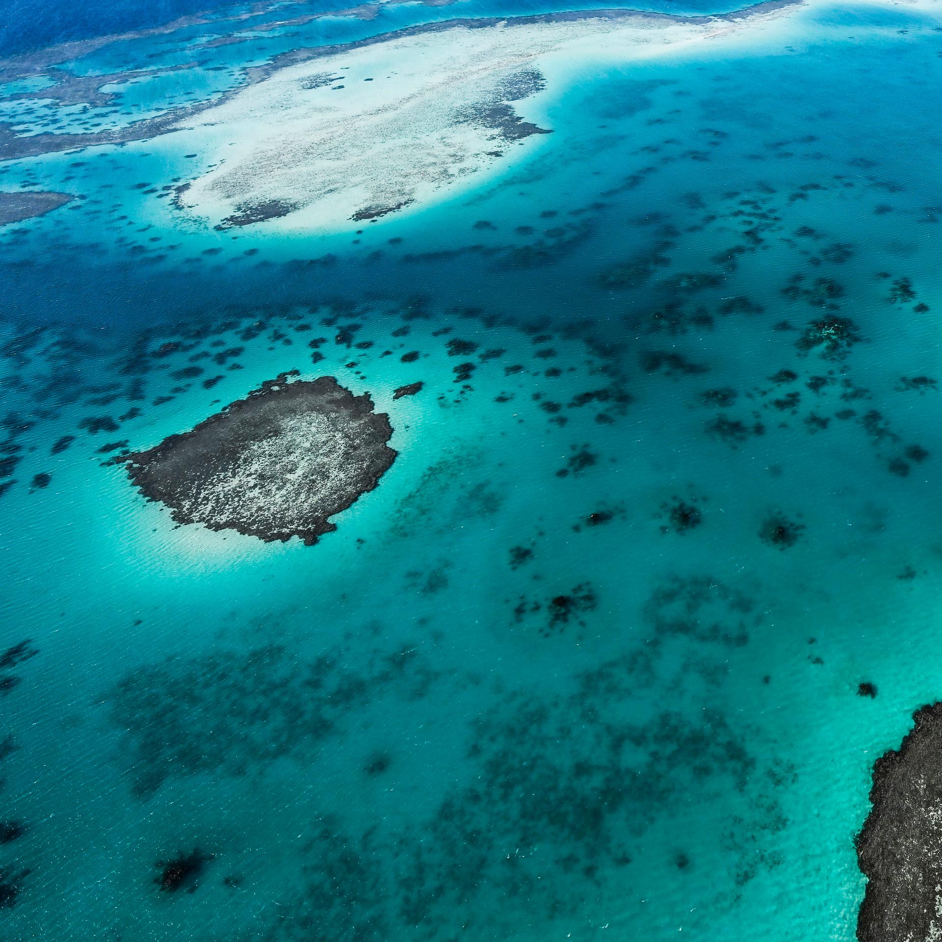 Hitzestress im Meer - Probiotika-Kuren können Korallen resistenter machen