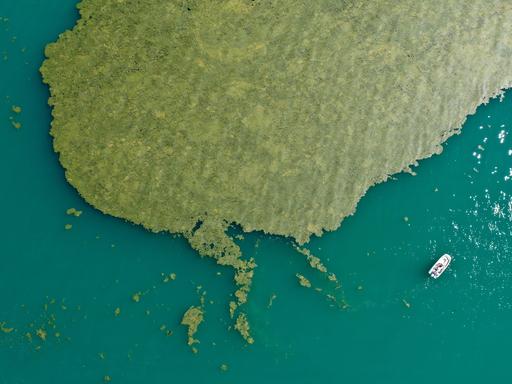 Luftaufnahme von der Oberfläche des Bodensees, in dem ein großer grüner Algenteppich schwimmt.