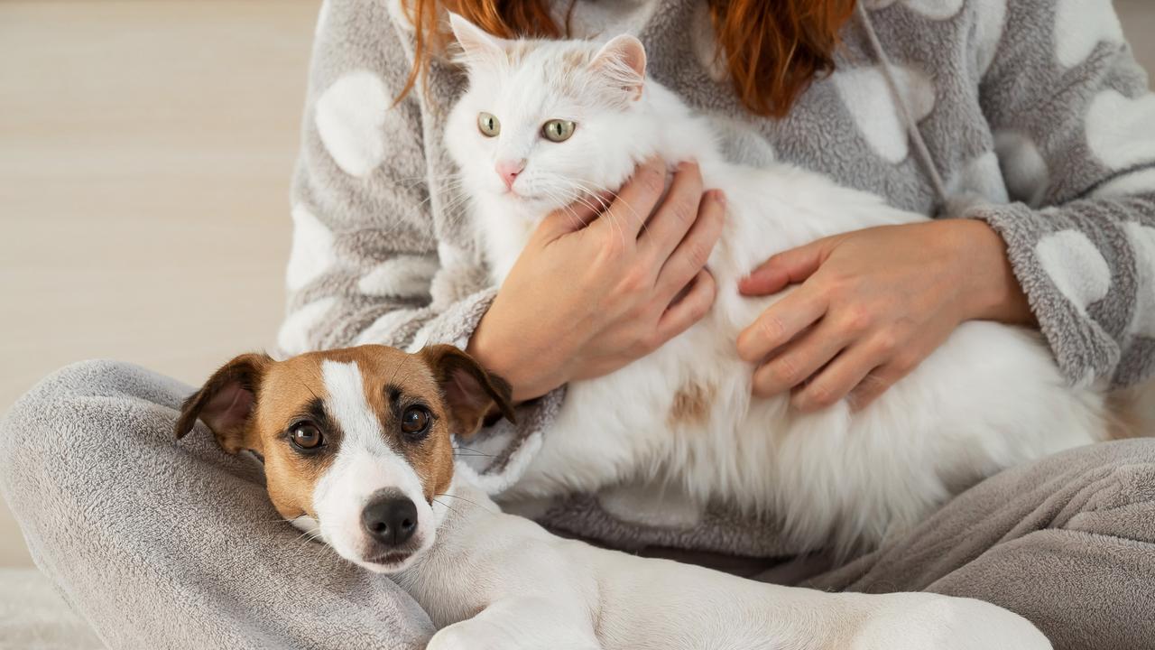 Eine Frau mit langen roten Haaren im grauen Pyjama sitzt im Schneidersitz und hält eine weiße Katze und einen kleinen Jack Russell Terrier im Arm.