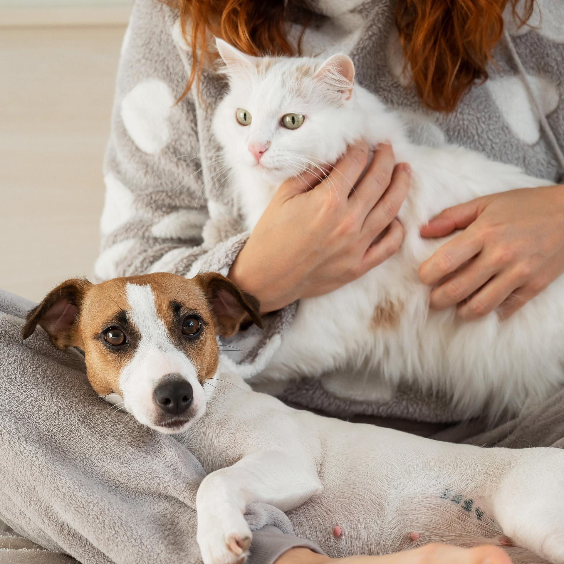 Eine Frau mit langen roten Haaren im grauen Pyjama sitzt im Schneidersitz und hält eine weiße Katze und einen kleinen Jack Russell Terrier im Arm.