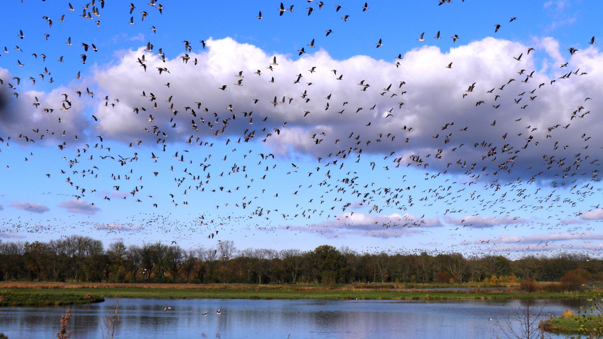 Flachwasserzone im Naturpark Drömling