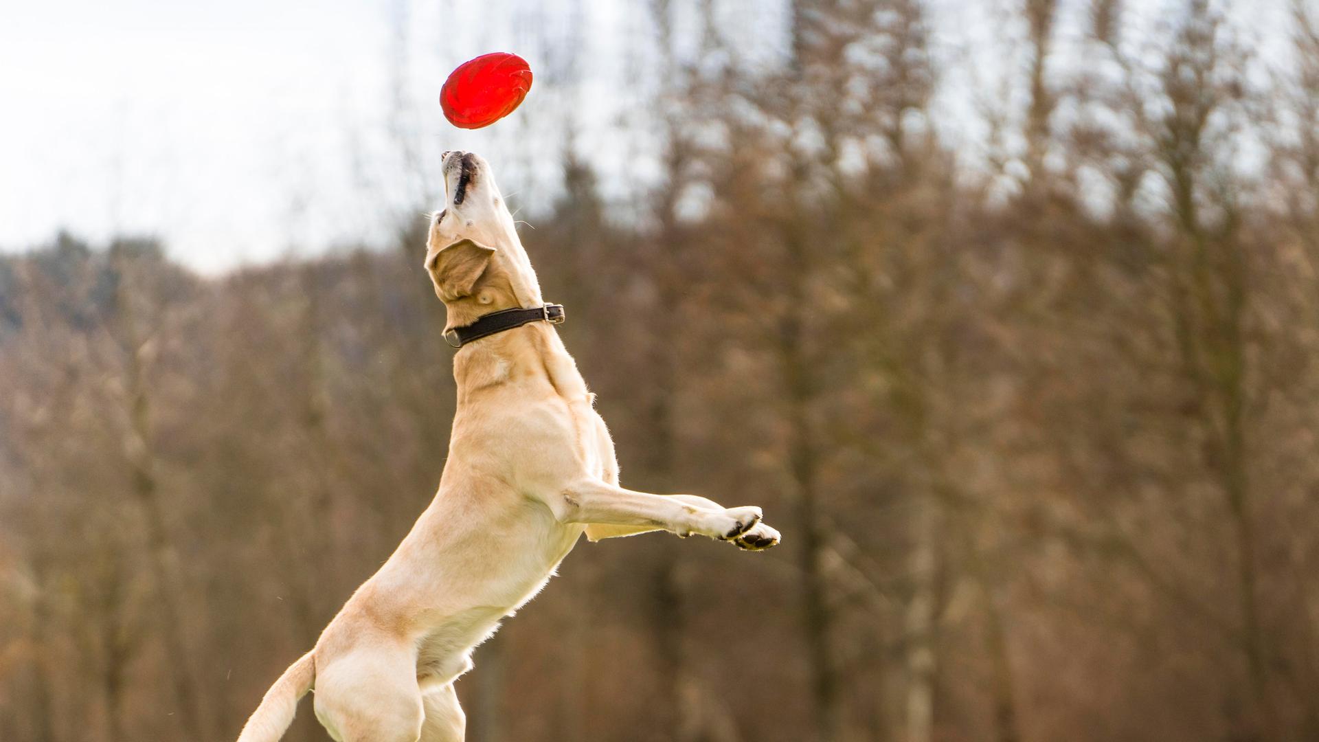 Ein Hund springt in die Luft. Vor seiner Nase ist ein Spielzeug. Der Hund ist ein Labrador. Ein Hund springt in die Luft. Vor seiner Nase ist ein Spielzeug. Der Hund ist ein Labrador.