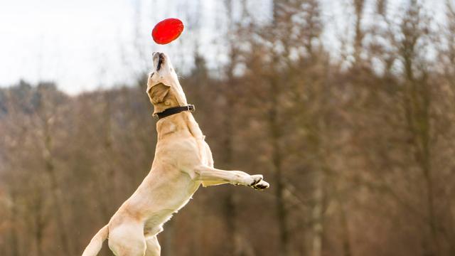Ein Hund springt in die Luft. Vor seiner Nase ist ein Spielzeug. Der Hund ist ein Labrador.