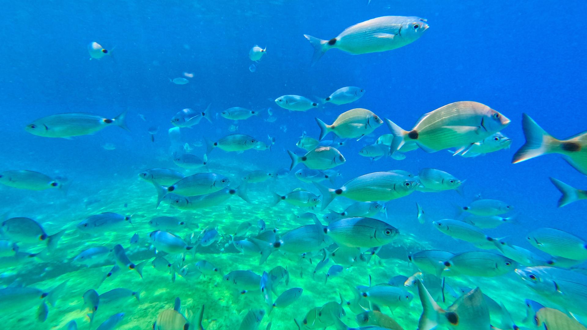 Das Bild zeigt Fische im Meer